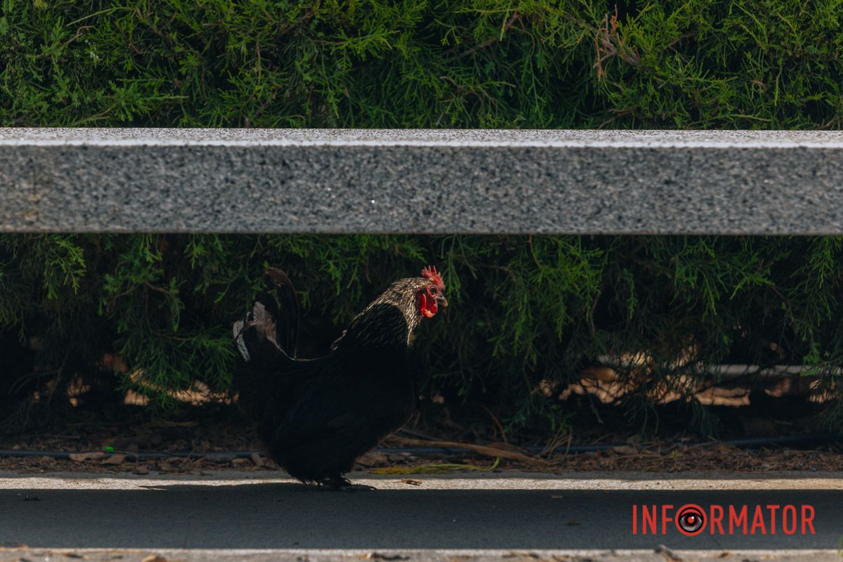 Яхт-клуб "Сечь" летом: уголок природы в сердце Днепра 13