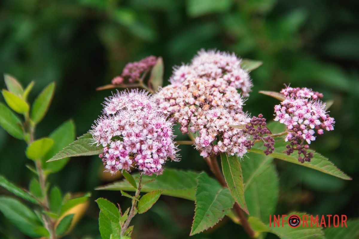 Яхт-клуб "Сечь" летом: уголок природы в сердце Днепра 15