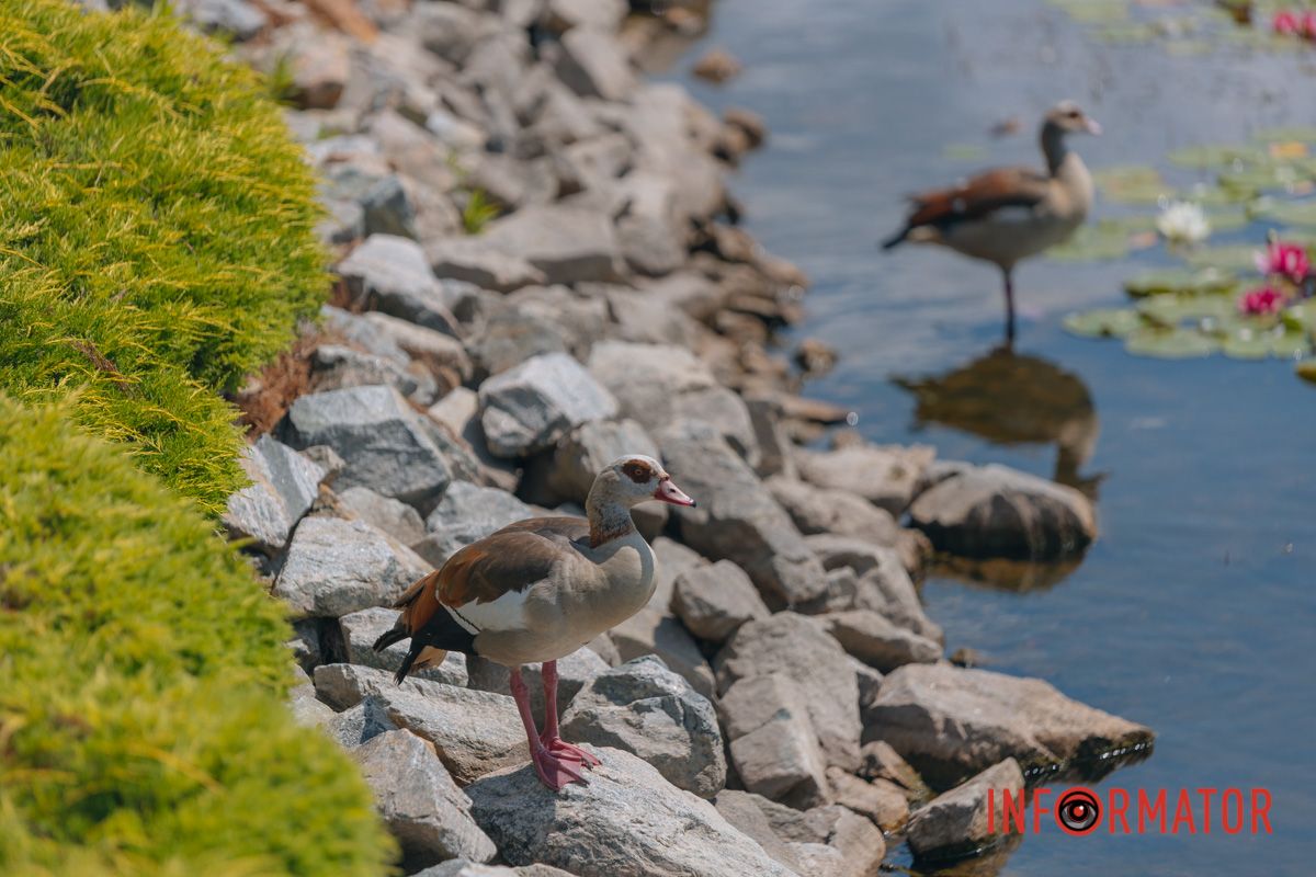 Яхт-клуб "Сечь" летом: уголок природы в сердце Днепра 16