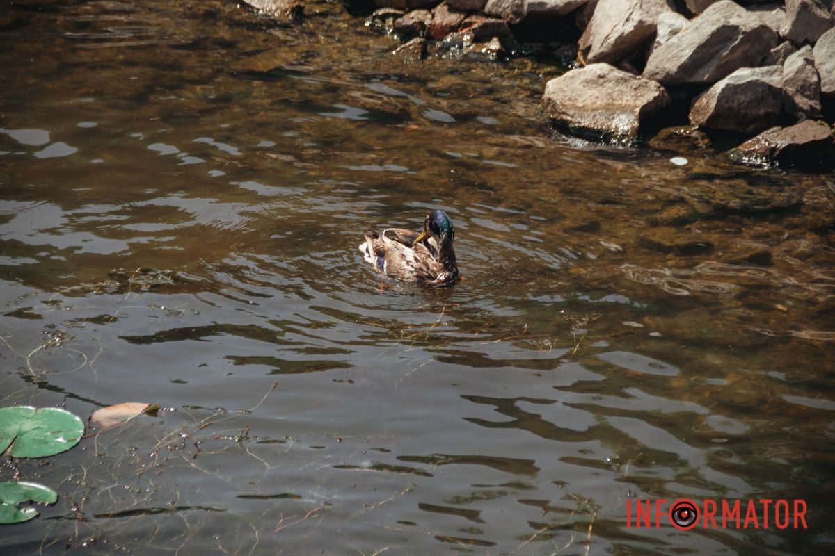 Яхт-клуб "Сечь" летом: уголок природы в сердце Днепра 18