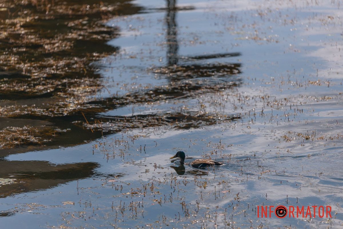 Яхт-клуб "Сечь" летом: уголок природы в сердце Днепра 20
