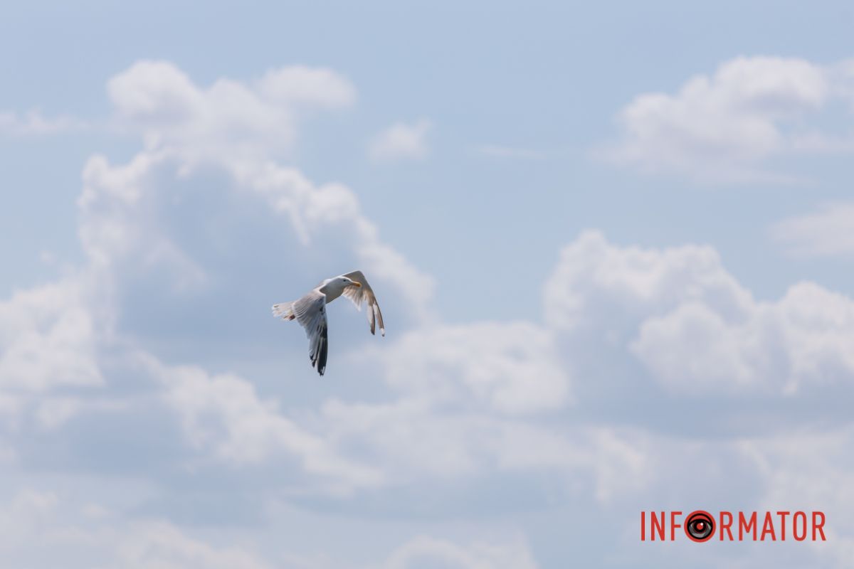 Яхт-клуб "Сечь" летом: уголок природы в сердце Днепра 22