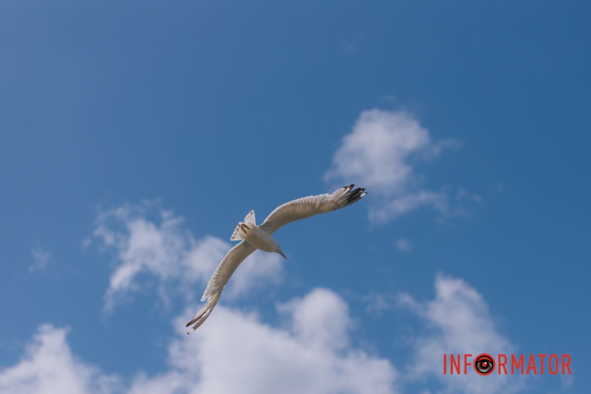 Яхт-клуб "Сечь" летом: уголок природы в сердце Днепра 24