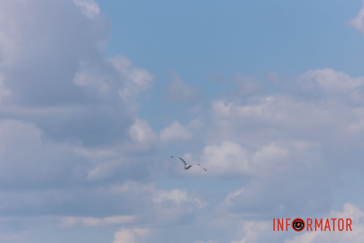 Яхт-клуб "Сечь" летом: уголок природы в сердце Днепра 23