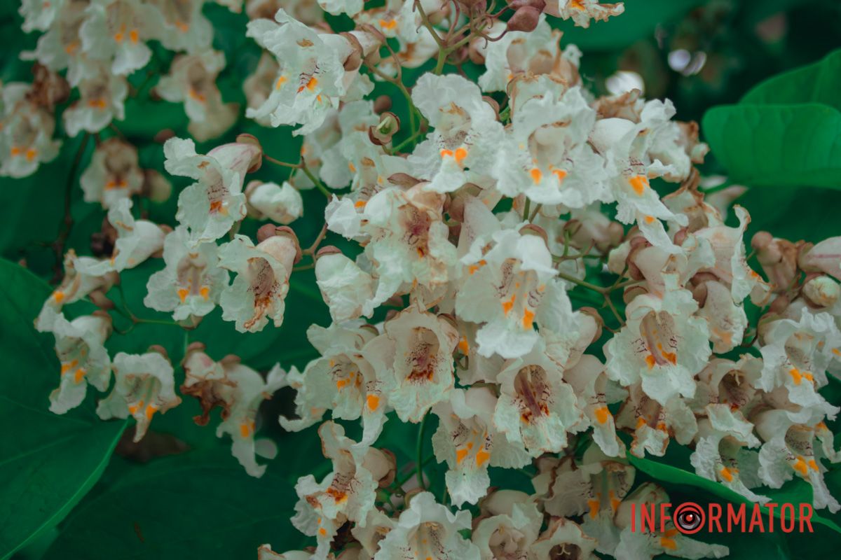 Яхт-клуб "Сечь" летом: уголок природы в сердце Днепра 32