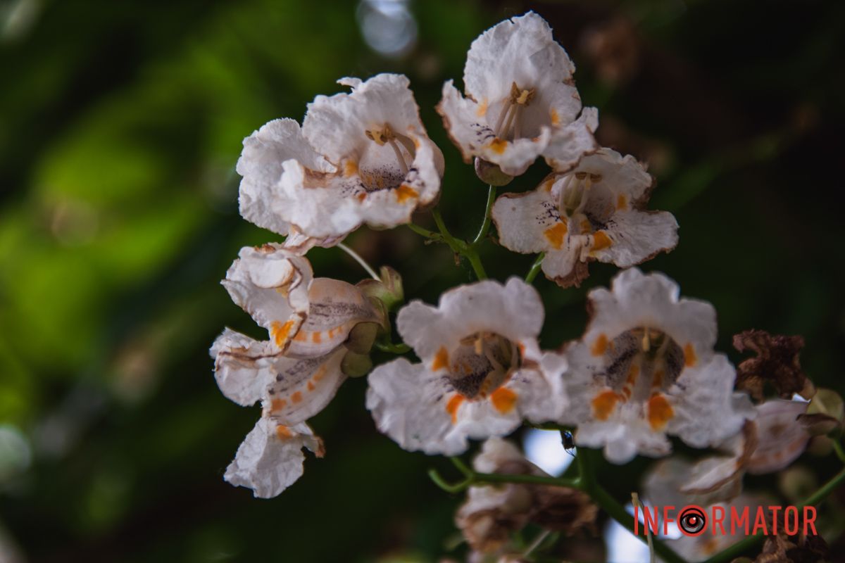 Яхт-клуб "Сечь" летом: уголок природы в сердце Днепра 33
