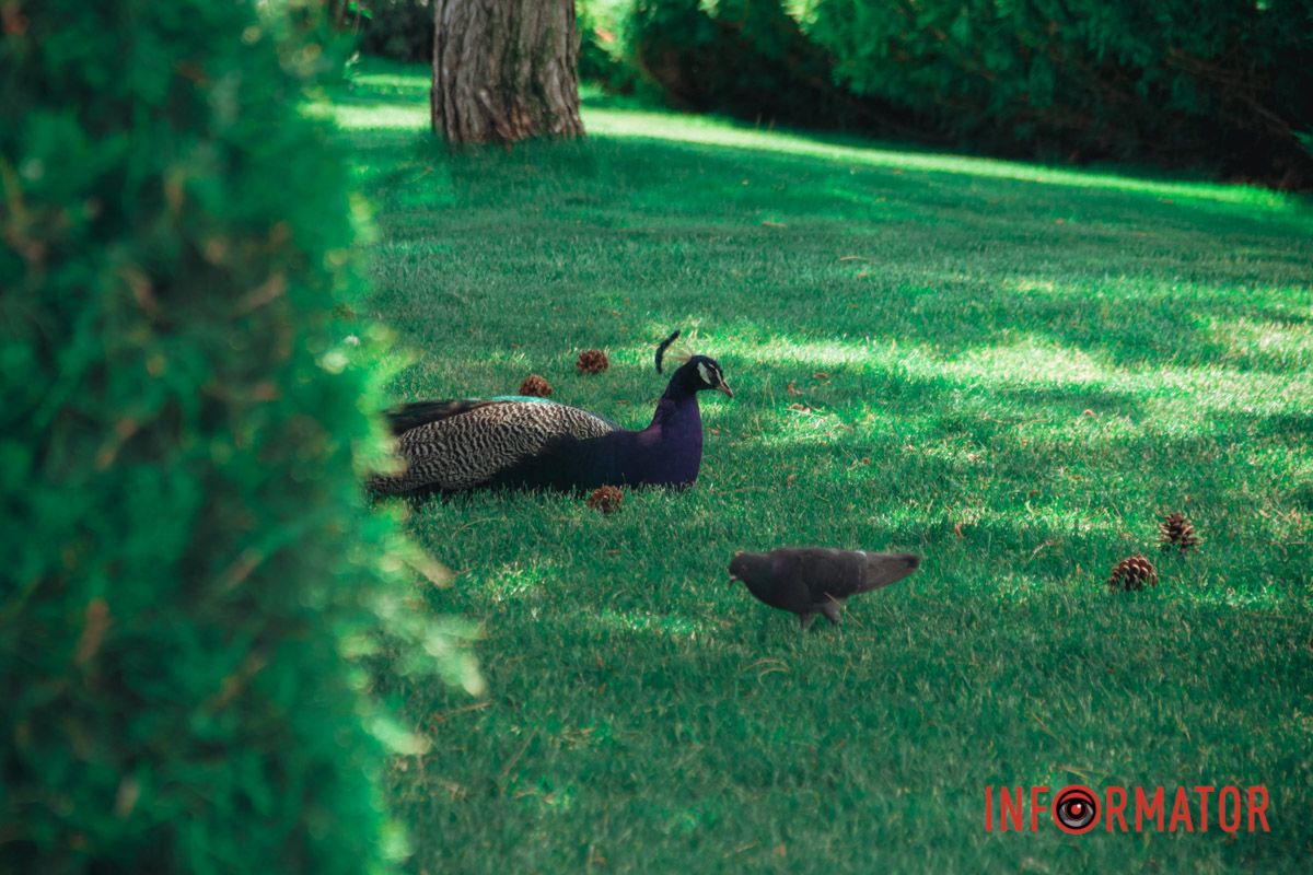 Яхт-клуб "Сечь" летом: уголок природы в сердце Днепра 37