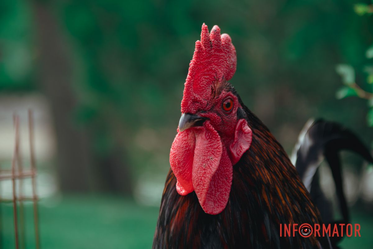 Яхт-клуб "Сечь" летом: уголок природы в сердце Днепра 40