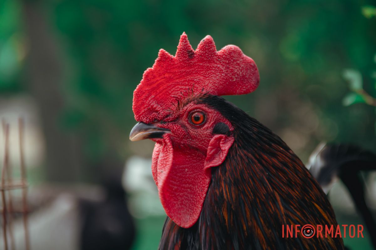 Яхт-клуб "Сечь" летом: уголок природы в сердце Днепра 41