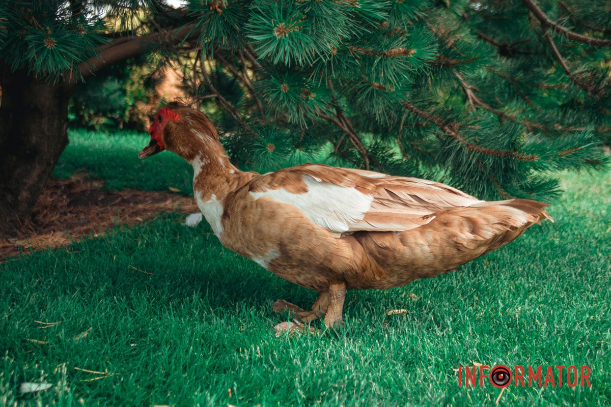 Яхт-клуб "Сечь" летом: уголок природы в сердце Днепра 43