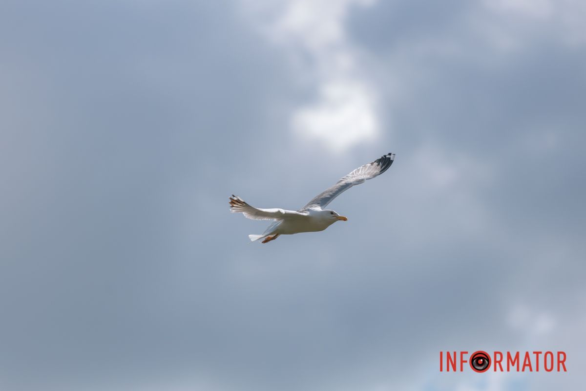 Яхт-клуб "Сечь" летом: уголок природы в сердце Днепра 45