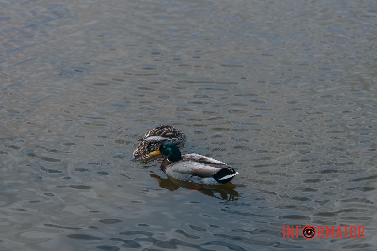 Яхт-клуб "Сечь" летом: уголок природы в сердце Днепра 48