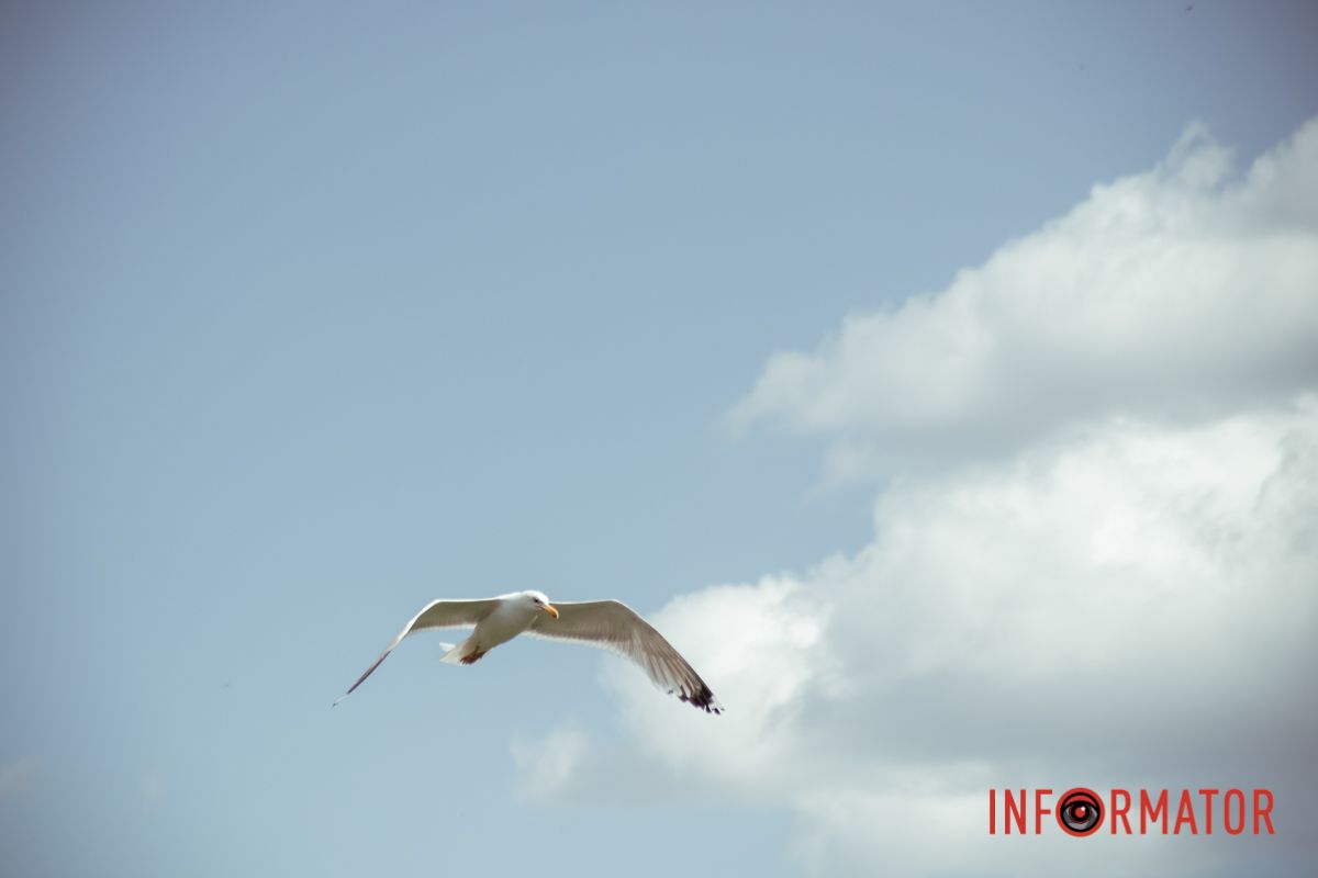 Яхт-клуб "Сечь" летом: уголок природы в сердце Днепра 53