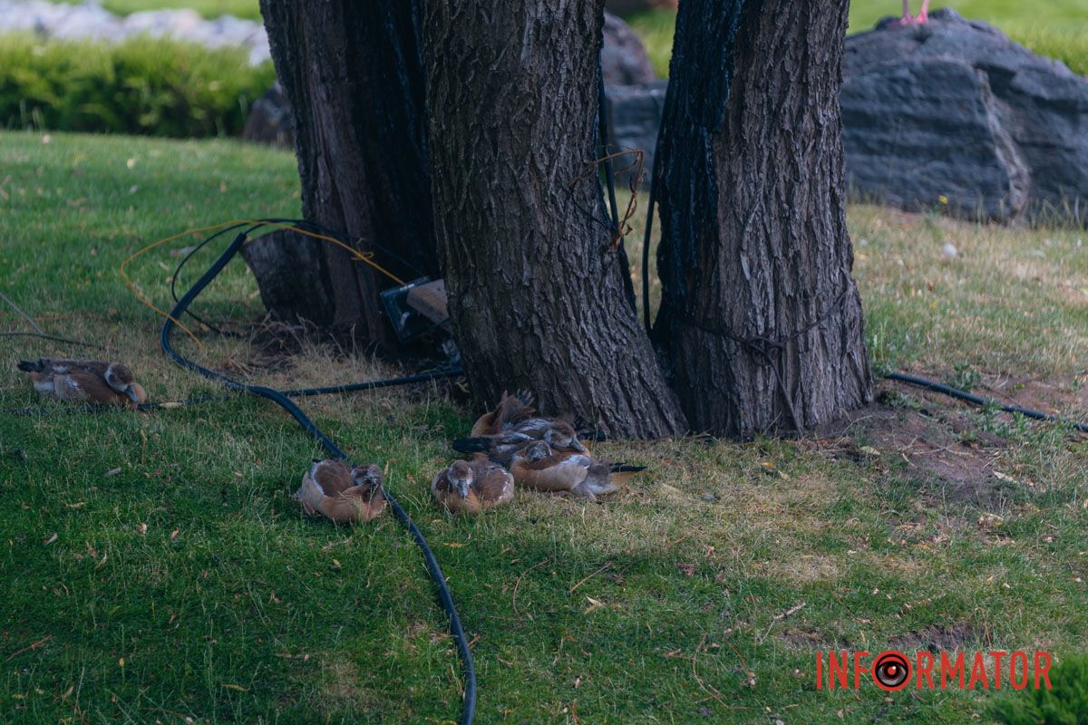 Яхт-клуб "Сечь" летом: уголок природы в сердце Днепра 54