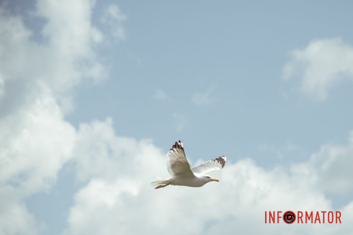 Яхт-клуб "Сечь" летом: уголок природы в сердце Днепра 55