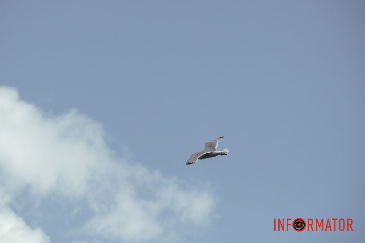 Яхт-клуб "Сечь" летом: уголок природы в сердце Днепра 57