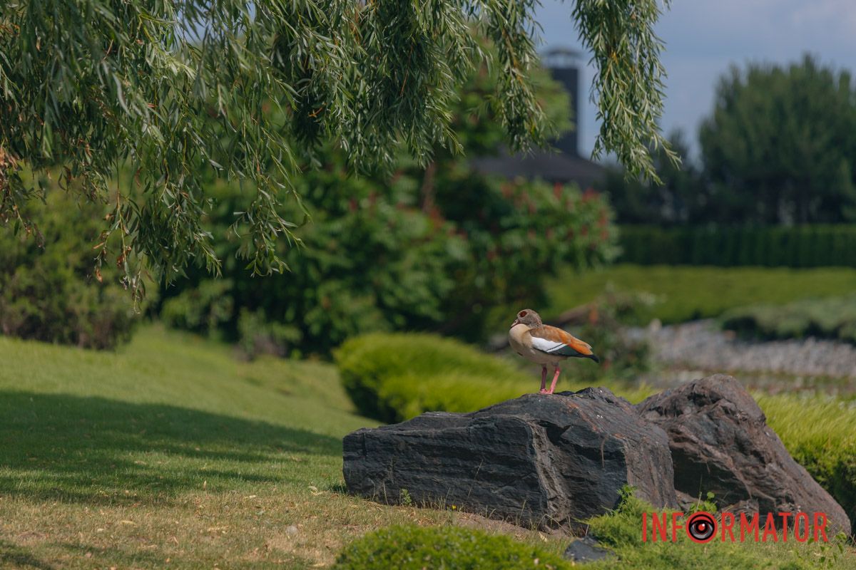 Яхт-клуб "Сечь" летом: уголок природы в сердце Днепра 59