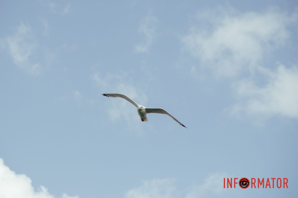 Яхт-клуб "Сечь" летом: уголок природы в сердце Днепра 60