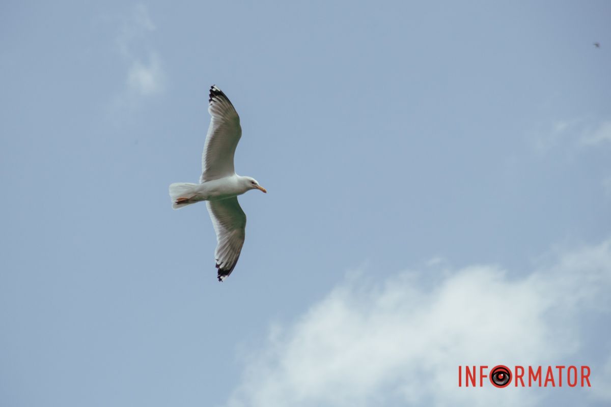 Яхт-клуб "Сечь" летом: уголок природы в сердце Днепра 62