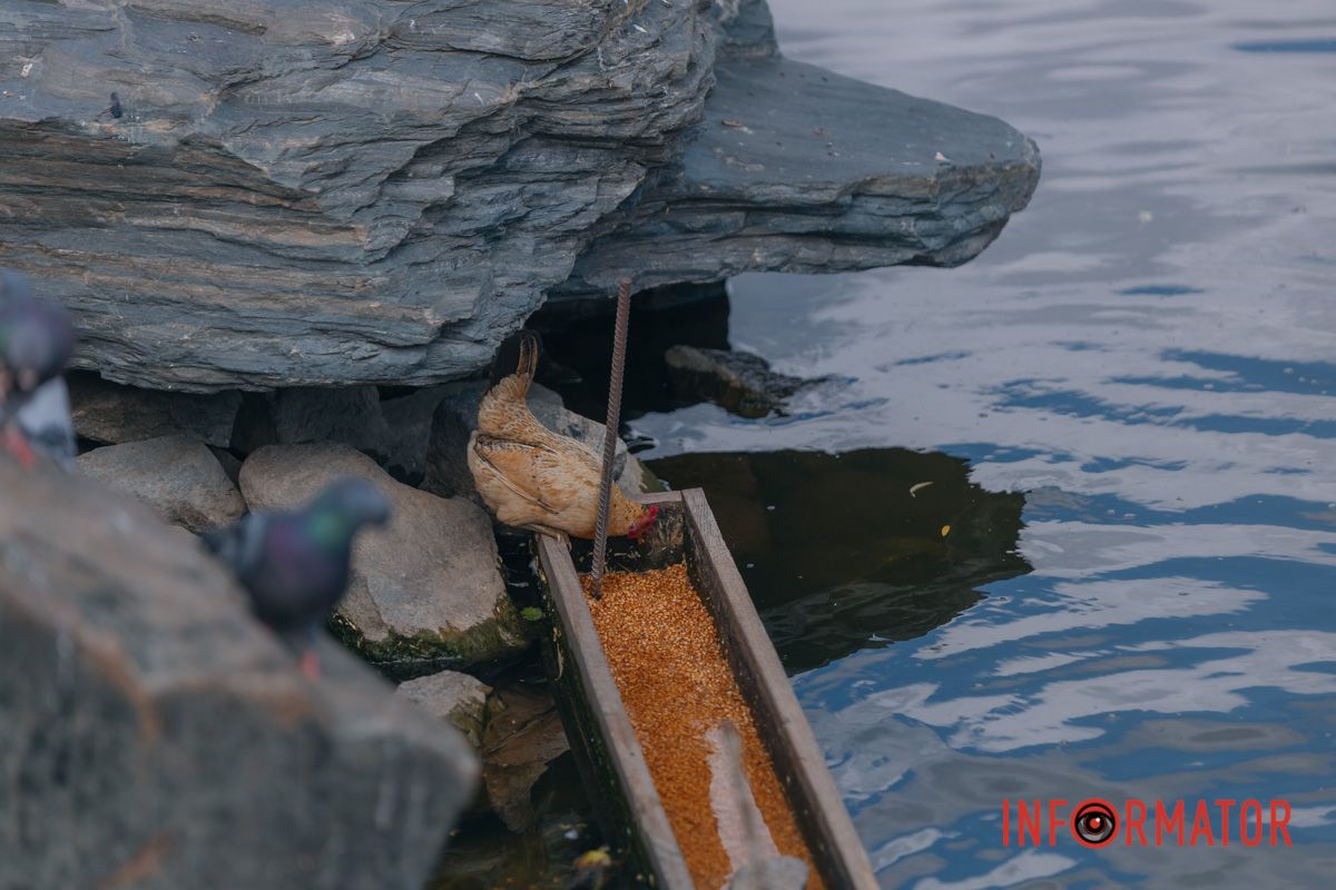 Яхт-клуб "Сечь" летом: уголок природы в сердце Днепра 66