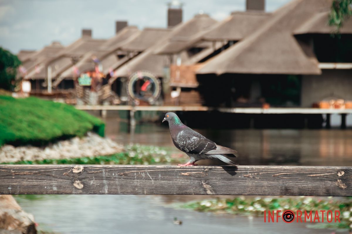 Яхт-клуб "Сечь" летом: уголок природы в сердце Днепра 67