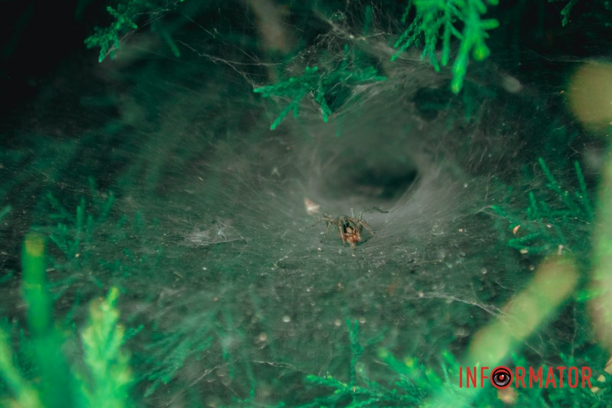 Яхт-клуб "Сечь" летом: уголок природы в сердце Днепра 69