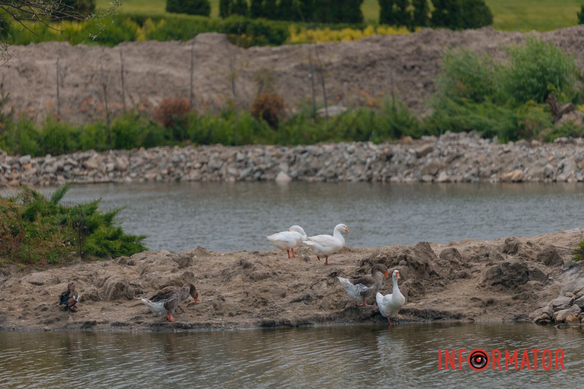 Яхт-клуб "Сечь" летом: уголок природы в сердце Днепра 75