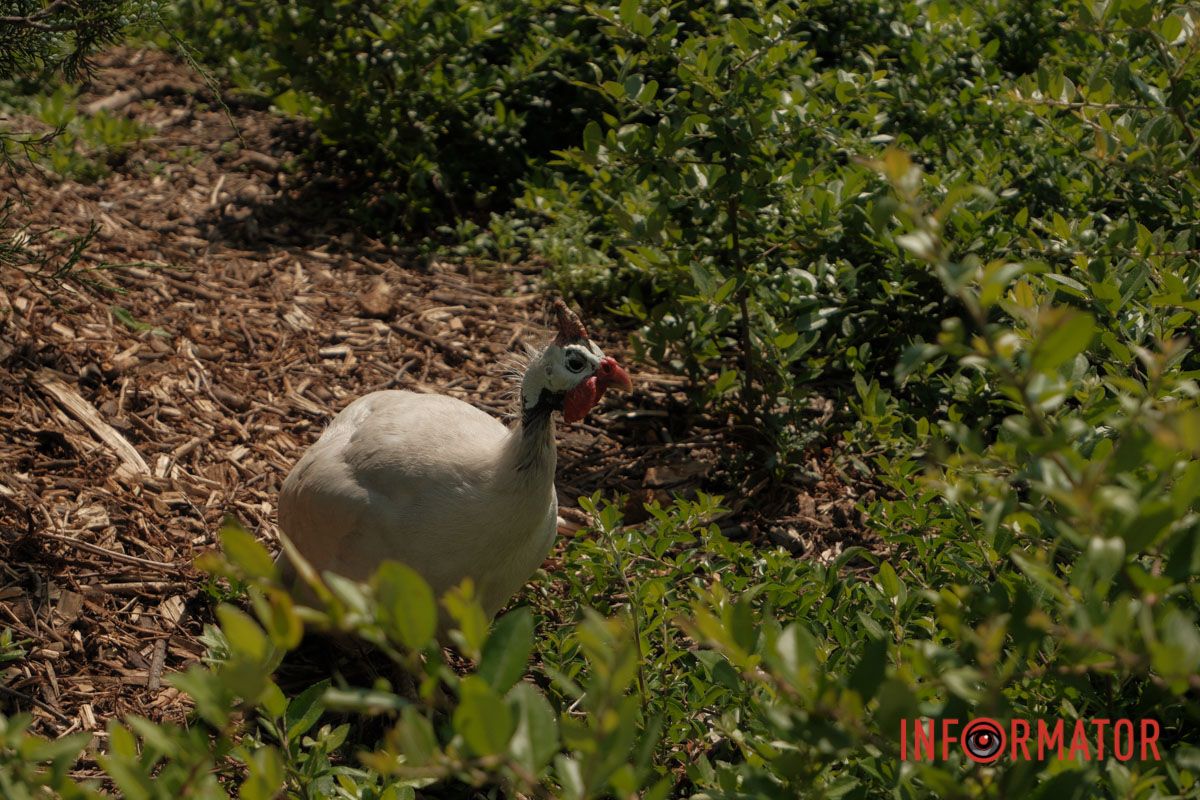 Яхт-клуб "Сечь" летом: уголок природы в сердце Днепра 79