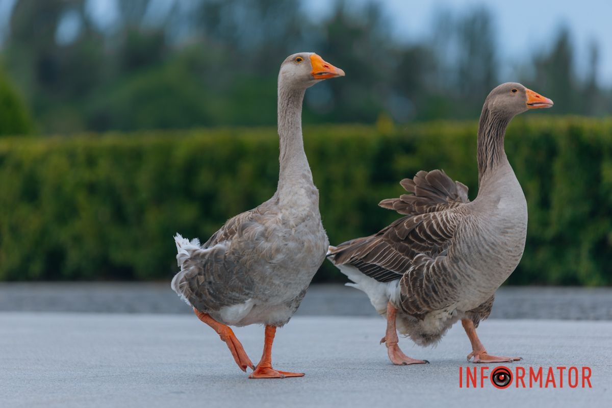 Яхт-клуб "Сечь" летом: уголок природы в сердце Днепра 82