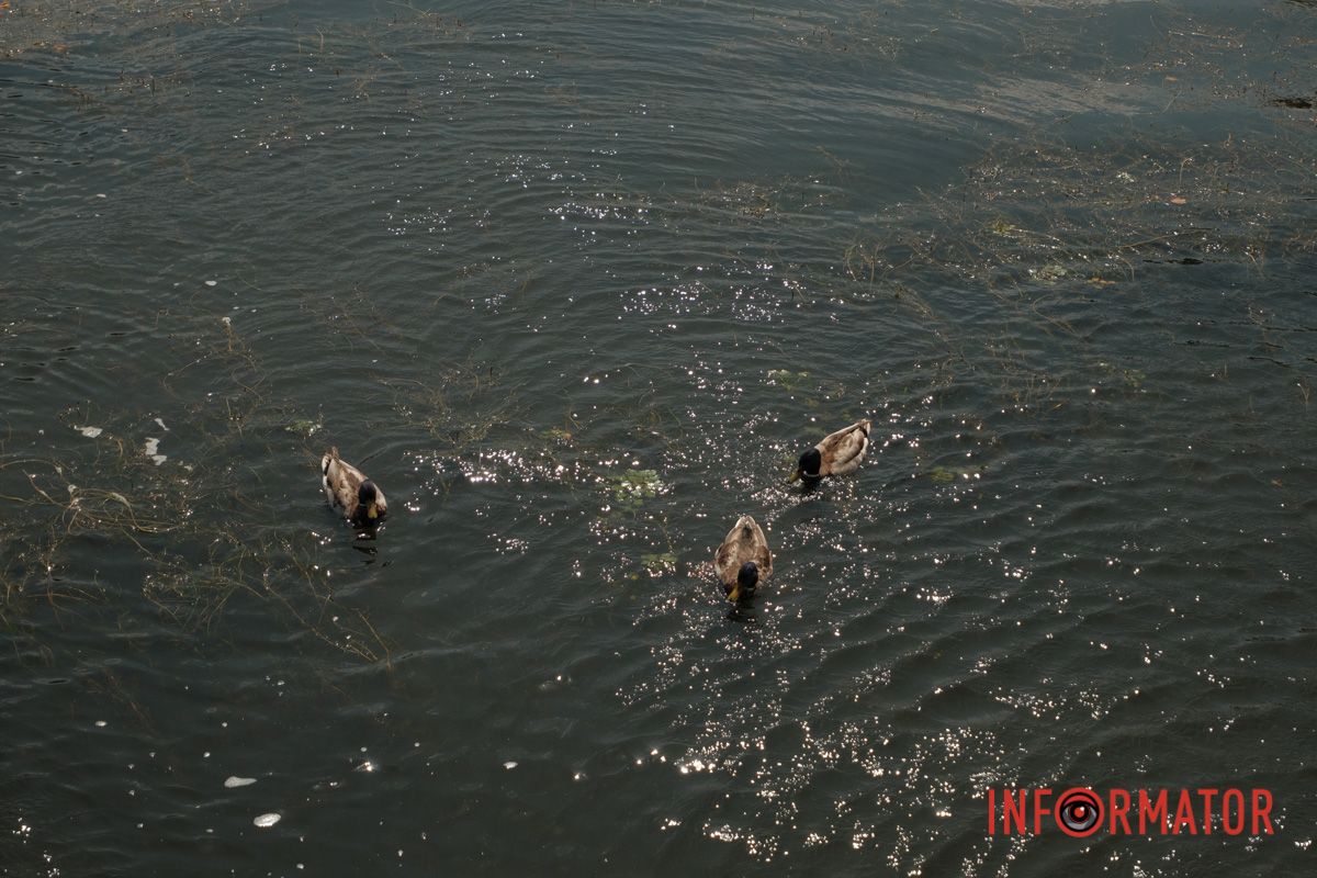 Яхт-клуб "Сечь" летом: уголок природы в сердце Днепра 83