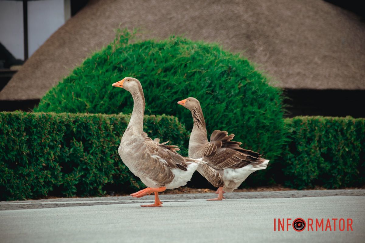 Яхт-клуб "Сечь" летом: уголок природы в сердце Днепра 85