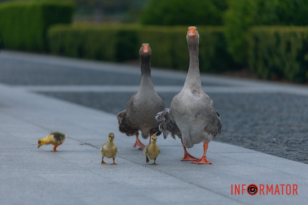 Яхт-клуб "Сечь" летом: уголок природы в сердце Днепра 86