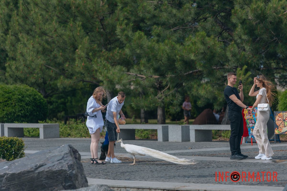 Яхт-клуб "Сич" летом: уголок природы в сердце Днепра 95