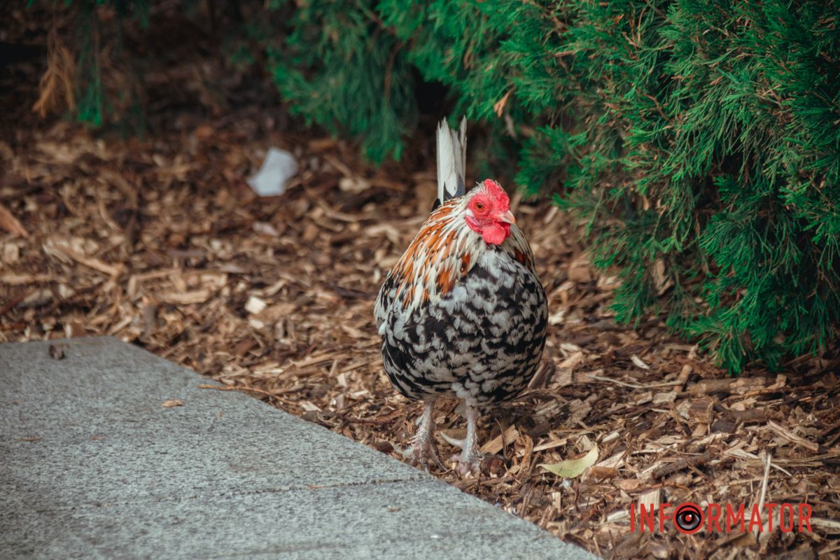 Яхт-клуб "Сечь" летом: уголок природы в сердце Днепра 96