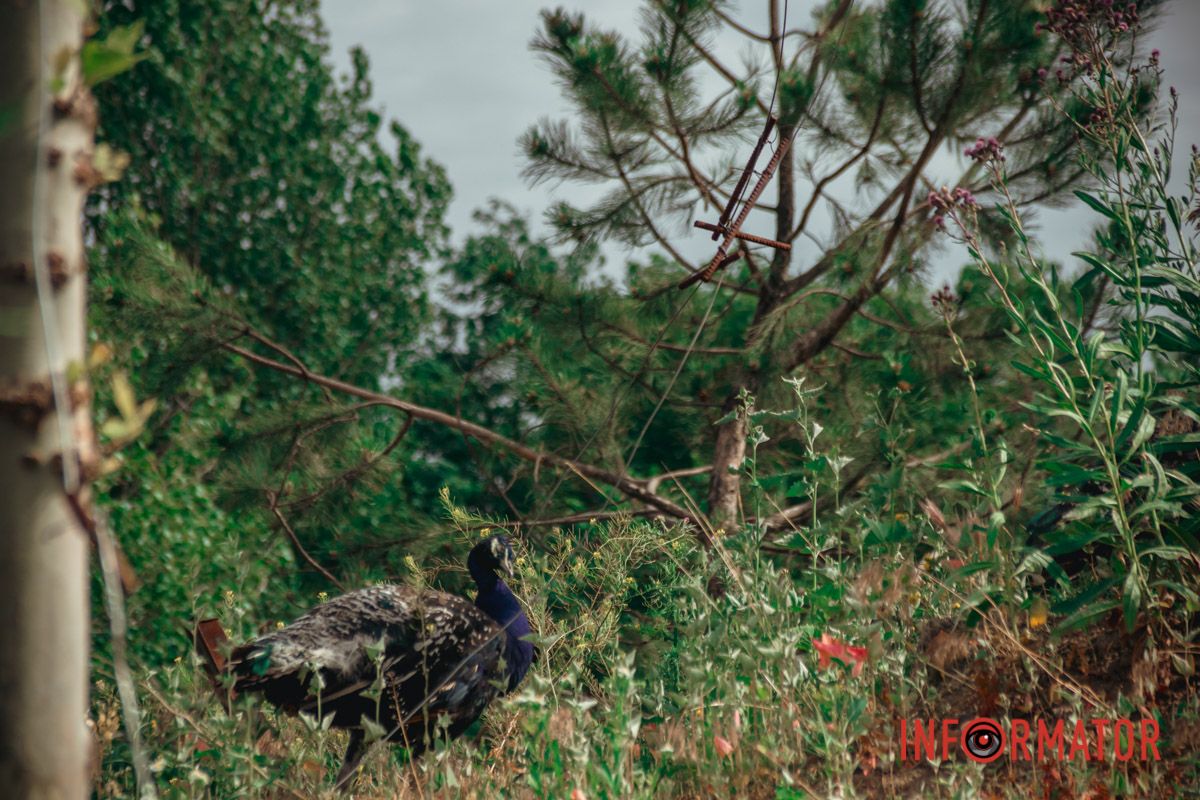 Яхт-клуб "Сечь" летом: уголок природы в сердце Днепра 100