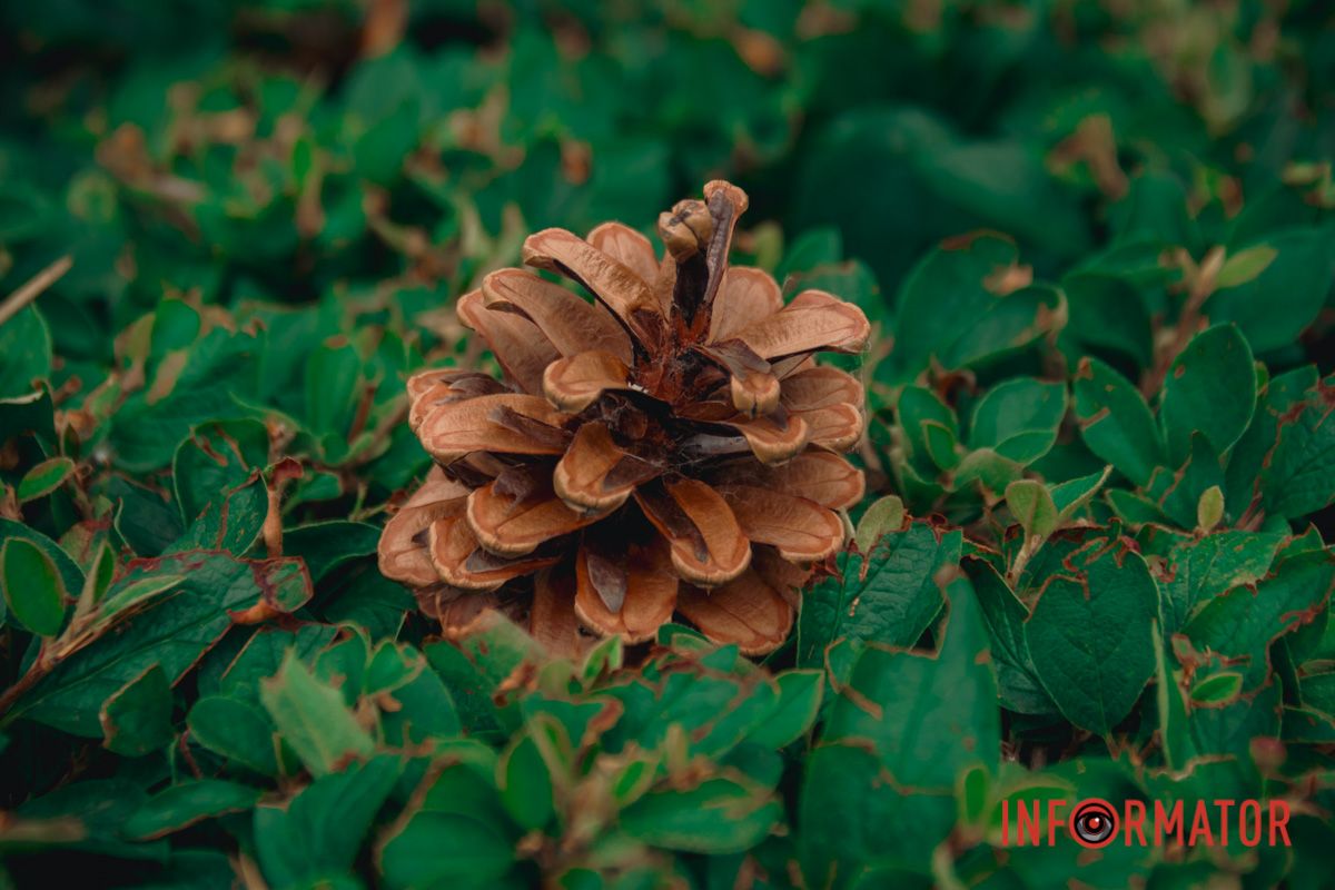 Яхт-клуб "Сечь" летом: уголок природы в сердце Днепра 110