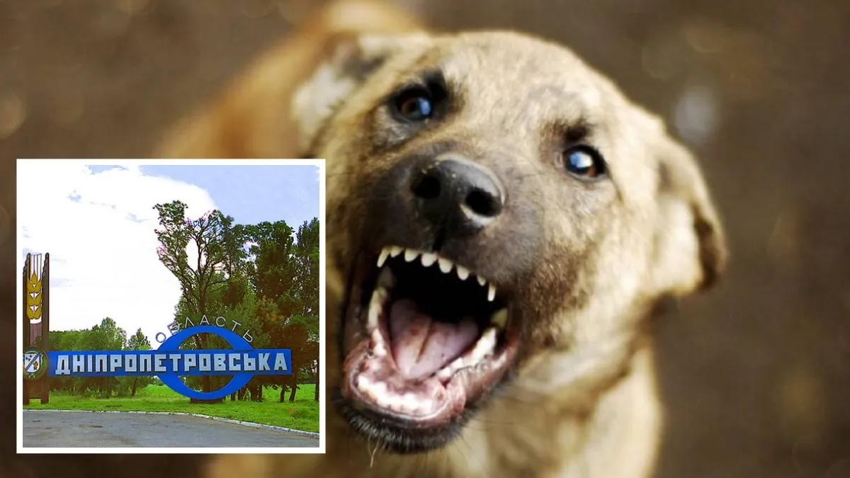 В селе в Днепропетровской области ввели карантин из-за бешенства у собаки
