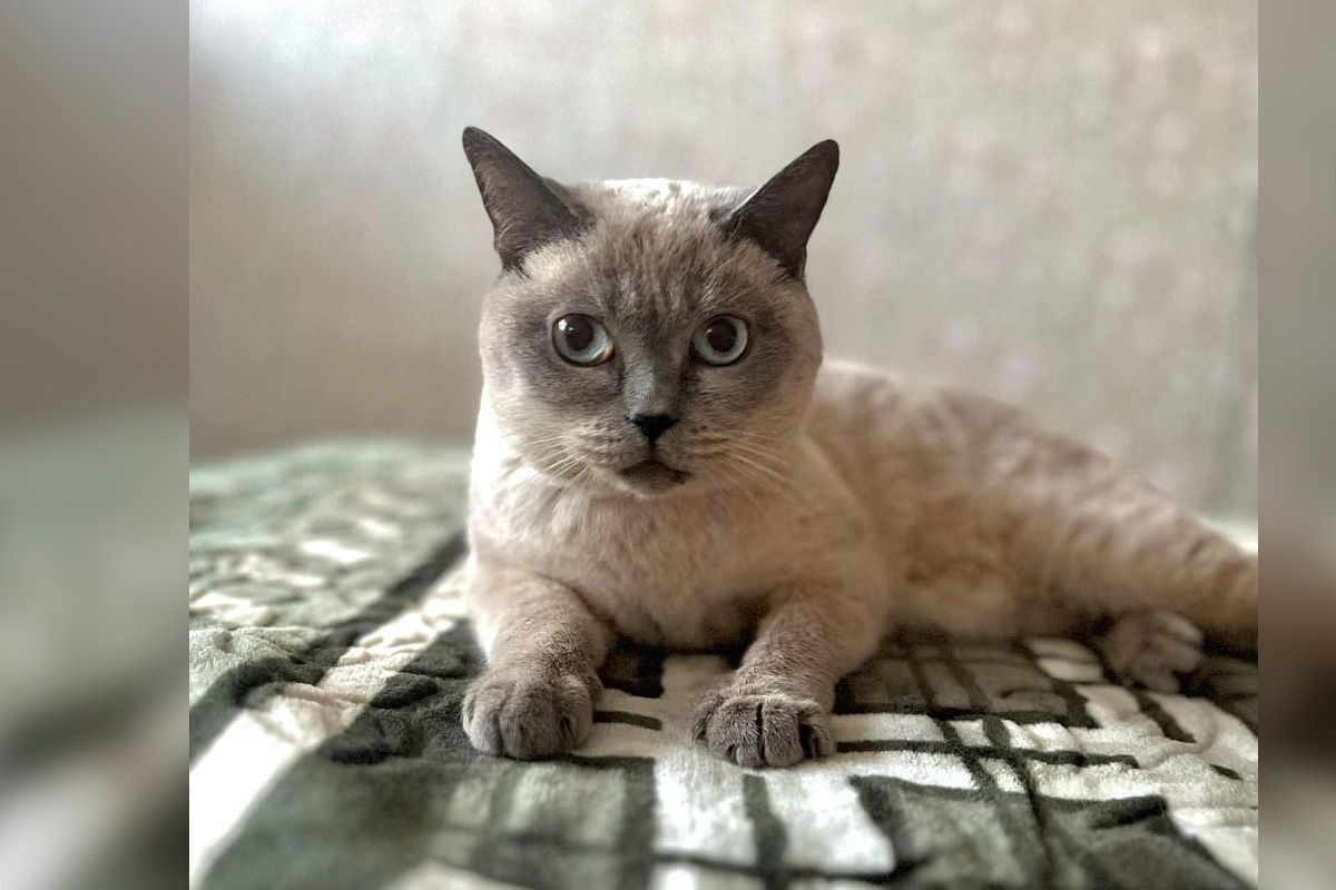 Белла 