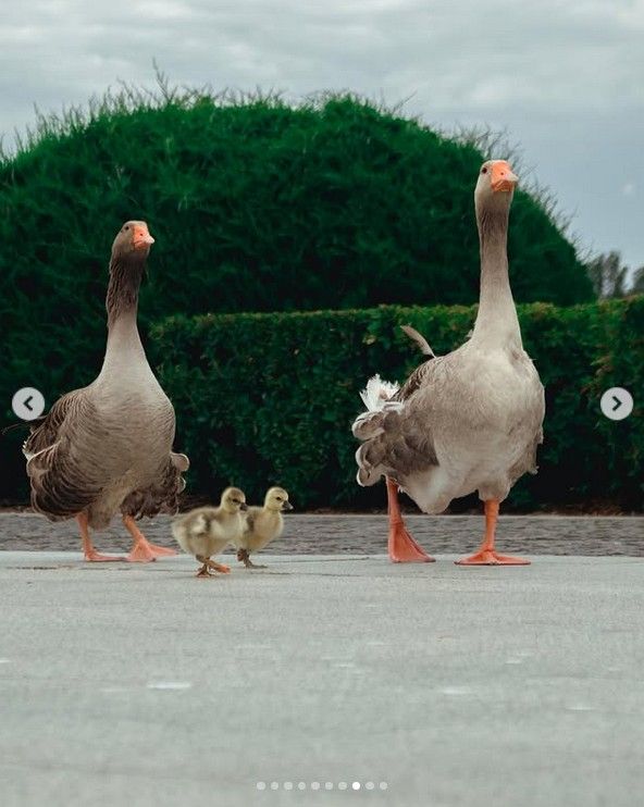 хомяк_дп_уа хомяк_дп_уа