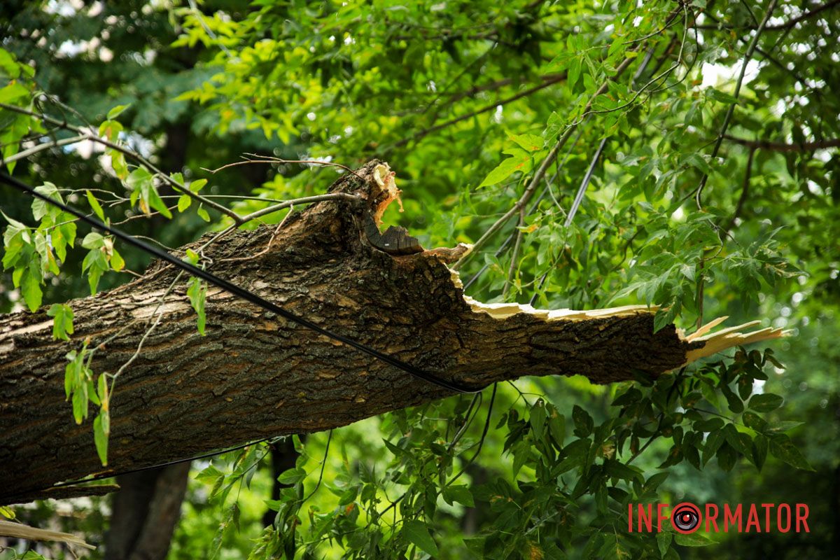 В четверг, 26 июня, в Днепре на жилом массиве Тополь-2 дерево упало на припаркованный автомобиль Skoda