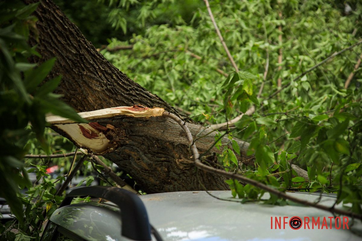 В Днепре на ж/м Тополь-2 дерево упало на припаркованный автомобиль и повисло на проводах 16