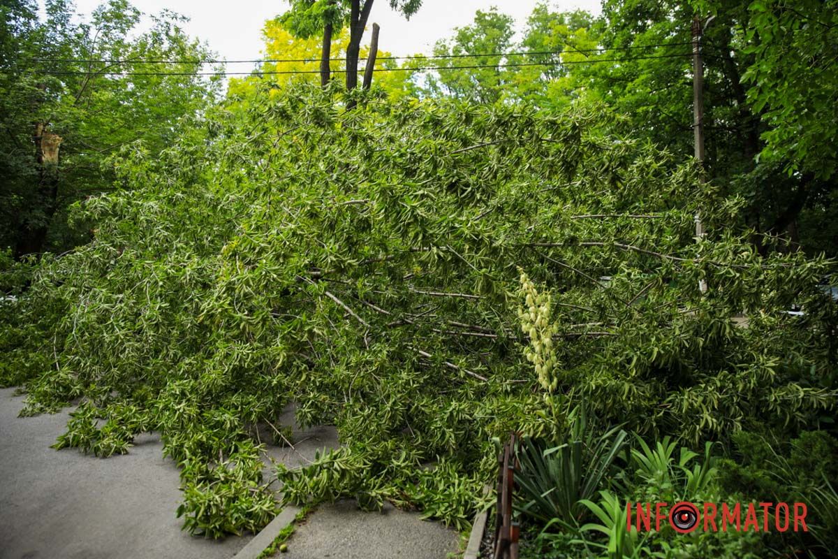 В Днепре на ж/м Тополь-2 дерево упало на припаркованный автомобиль и повисло на проводах 12
