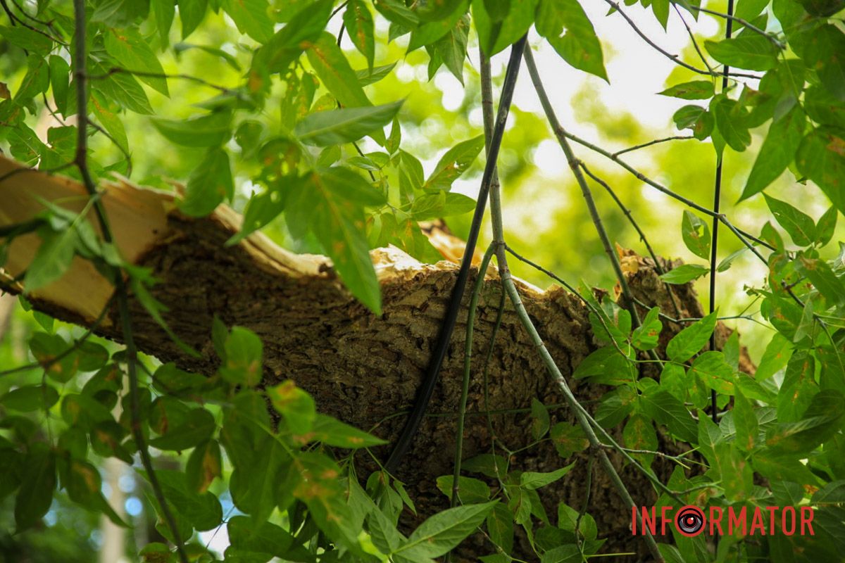 В Днепре на ж/м Тополь-2 дерево упало на припаркованный автомобиль и повисло на проводах 13