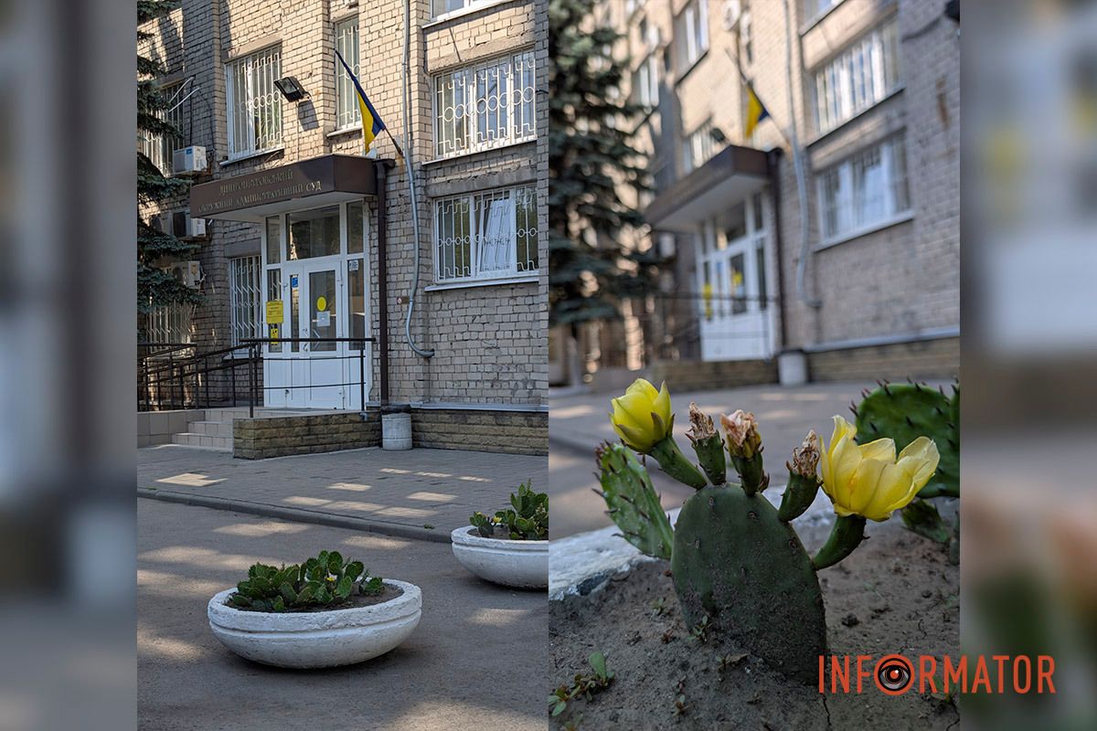 В уличном горшке в Днепре цветут кактусы.