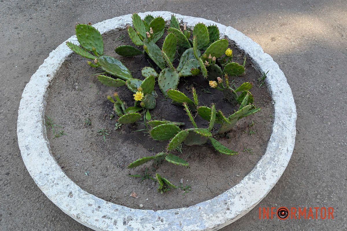 В уличном горшке в Днепре цветут кактусы 7