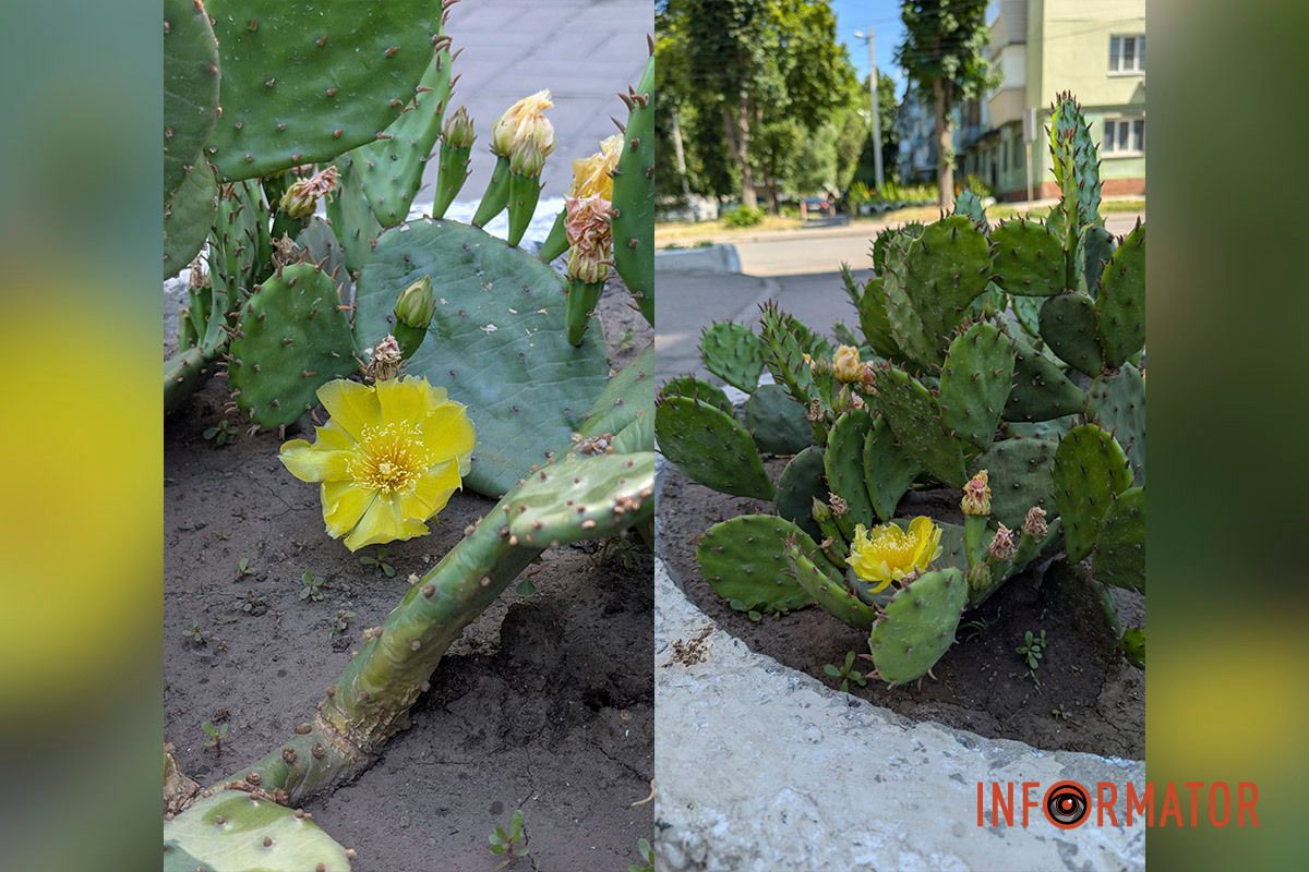 В уличном горшке в Днепре цветут кактусы.