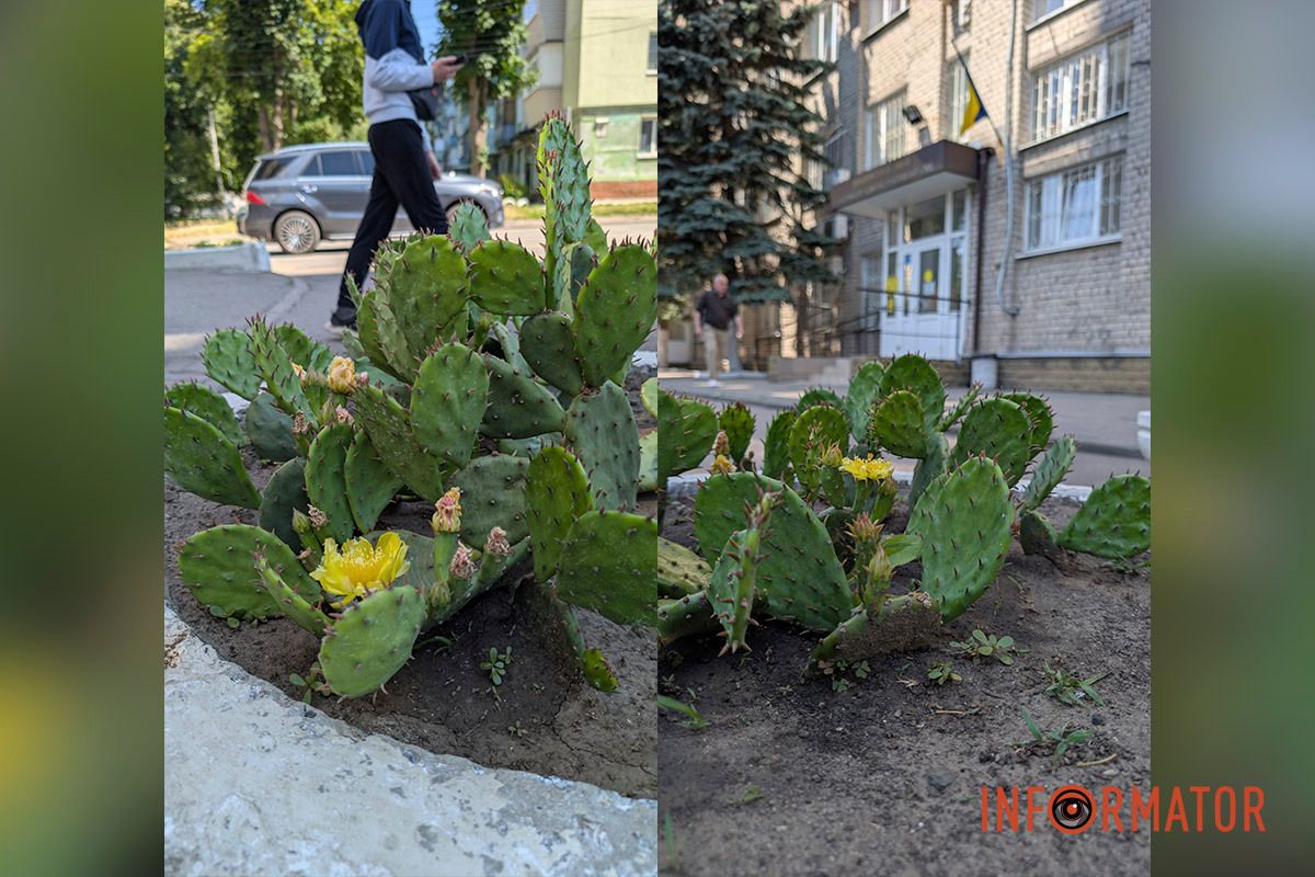 В уличном горшке в Днепре цветут кактусы 3