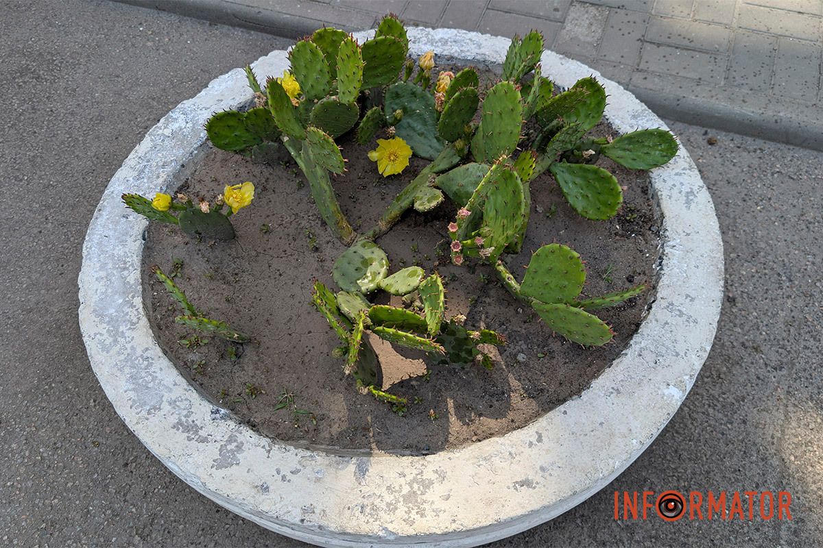 В уличном горшке в Днепре цветут кактусы 4