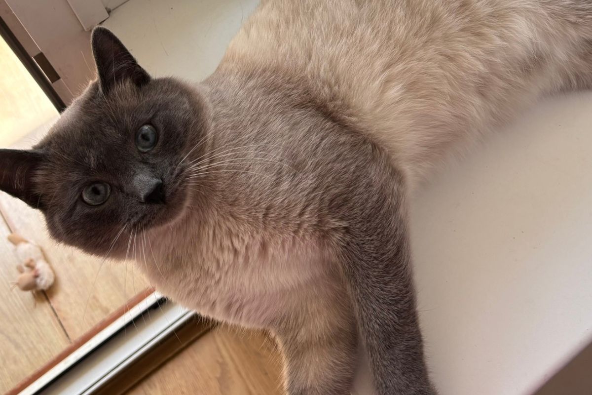 Сімба Сімба