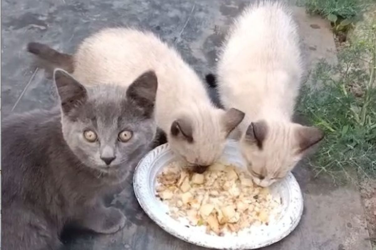 Тайка, Сноу-Шу та Шартрез Тайка, Сноу-Шу та Шартрез